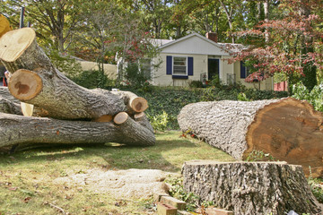 Choosing a Tree Removal Service